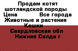 Продам котят шотландской породы › Цена ­ 2 000 - Все города Животные и растения » Кошки   . Свердловская обл.,Нижняя Салда г.